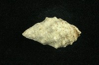 白結螺藏品圖，第2張